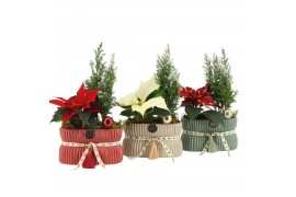 Arrangementen kamerplanten 61557: X-mas