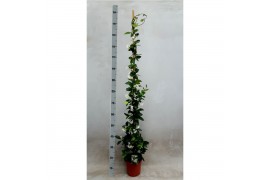 Tachelospermum jasminoides bamboo stok