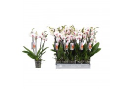 Phalaenopsis wit red lips 4 tak - 25+ bloemen