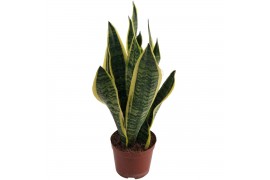 Sansevieria trifasciata futura superba