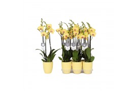 Phalaenopsis floriclone limelight 3 tak - 22+ bloemen geel keramiek