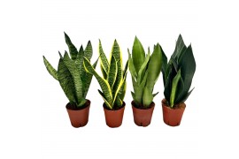 Sansevieria trifasciata mix 3 soorten