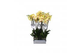 Phalaenopsis lime light 3 tak - 22+ bloemen