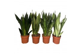 Sansevieria trifasciata mix 3 soorten