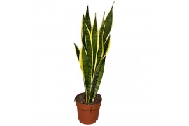 Sansevieria trifasciata laurentii