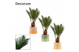 Cycas revoluta in Evita Craft world decorum