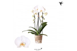 Phalaenopsis elegant cascade 2 tak niagara fall road trip kolibri orch