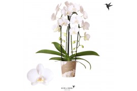 Phalaenopsis elegant cascade 2 tak niagara fall pure silk kolibri orch