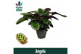 Calathea roseopicta angela - Rhythm of Nature