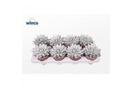 Echeveria agavoides Paint White