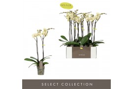 Phalaenopsis geel 2 tak optistar turner