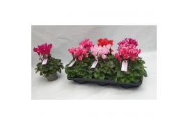 Cyclamen pers. midi super serie macro 6 gaats (386 fust)