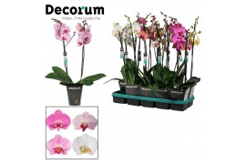 Phalaenopsis mix 2 tak, 18+ bloem - 70/75cm - Decorum