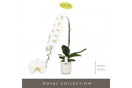 Phalaenopsis wit Formidablo 15cm Yosemite Falls in Molise White Aquo 1