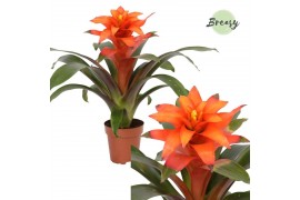 Guzmania fiero orange