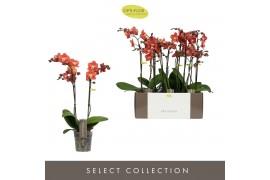 Phalaenopsis horizion Exclusivo Horizion Gold 2 spike 18 bl. 2 tak/pln