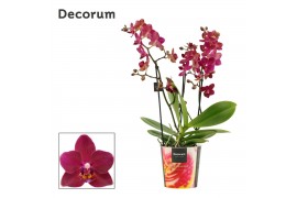 Phalaenopsis multiflora rood Dazzling Devil 3-4 tak Decorum