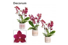 Phalaenopsis multiflora rood Dazzling Devil 3-4 tak in Estelle Decorum