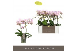 Phalaenopsis multiflora floriclone angel eyes Optimost Angel Eyes 2 sp