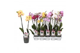 Phalaenopsis mix 2 tak - 12+ bloemen star mix