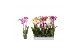 Phalaenopsis mix 2 tak - 18+ bloemen