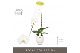 Phalaenopsis wit Formidablo 15cm Yosemite Falls in Abruzzo White Aquo 