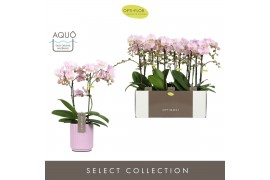 Phalaenopsis multiflora floriclone angel eyes optimost 2 tak in lilac 