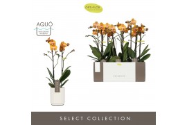 Phalaenopsis multiflora anthura las vegas 2 tak exclusivo in white mol