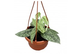 Scindapsus silver lady hangpot