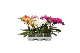 Phalaenopsis mix BO 2 tak