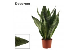 Sansevieria trifasciata Super Green 9 cm (Decorum)