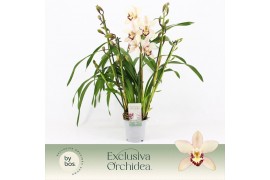 Cymbidium Cymbidium, Little Stef 5-spike Exclusiva Orchidea 5 tak/plnt