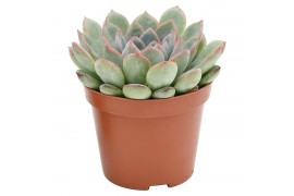 Echeveria aurora basic