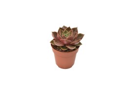 Echeveria rosetta samba