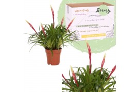 Vriesea Multiflower Sky - Breasy - Zonder hoes