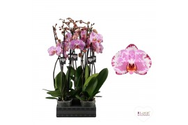 Phalaenopsis ismaeli 2 tak - 65/70cm