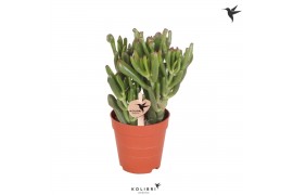 Crassula ovata hobbit kolibri greens