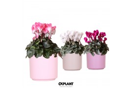 Cyclamen pers. midi mix in Simplicity pot pink violet taupe mix