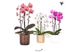 Phalaenopsis elegant cascade Kolibri Orchids Cascade niagara fall 2spi