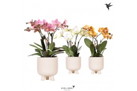 Phalaenopsis mix Kolibri Orchids Phalaenopsis Jewel mix in Gummy pot T