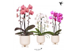 Phalaenopsis elegant cascade Kolibri Orchids Niagara fall 2 spike mix 