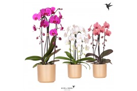 Phalaenopsis elegant cascade Kolibri Orchids Niagara fall mix 1 tak in