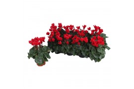 Cyclamen pers. super serie carino carino red