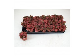 Hypoestes rood