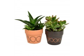 Succulenten mix in Spooky-Boo terracotta