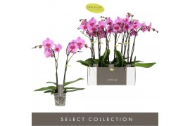 Phalaenopsis optistar yoko 2 tak