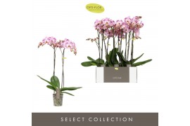 Phalaenopsis sorano 2 tak optistar