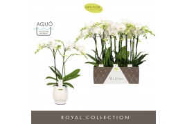 Phalaenopsis wit Maistro Mozart 2 spike 50 cm in Abruzzo White Aquo 18