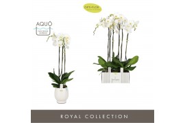 Phalaenopsis wit Fortuno Alto - 3 tak, 18+ bloem - Abruzzo White Aquo