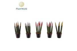 Sansevieria velvet touchz glitterz mix